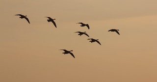 Group of geese flying in a V