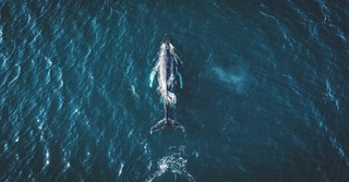 Aerial shot of a whale swimming in the ocean