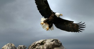Eagles in the Bible Remind Us God Sees and Cares for Us