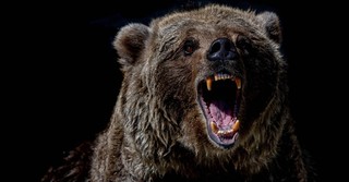 Roaring bear