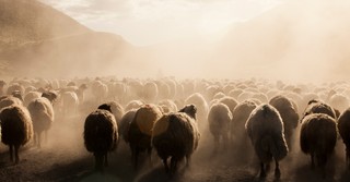 Why Does Jesus Say He Will Separate the Sheep and the Goats?