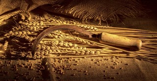 sickel and wheat on table, sharp sickle harvest