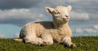 A lamb lying down in a pasture