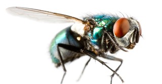 Does the Phrase Fly in the Ointment Come from the Bible?