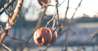Beware the Opposite Traits of the Fruit of the Spirit