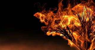 burning bush