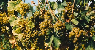 What Was Jesus Really Teaching Us When He Said "I am the Vine You Are the Branches"?