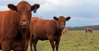 Red Heifers in the Bible