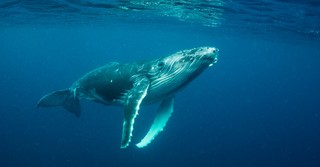 Was Jonah Really Swallowed by a Fish?