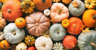 fall pumpkins, thanksgiving games