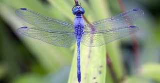 Bible Verses About Dragonflies