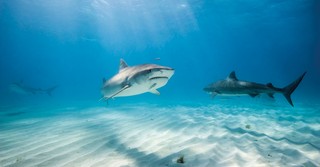 Beware the Sharks Who Attack Your Ministry