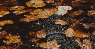 Leaves in a puddle in the rain
