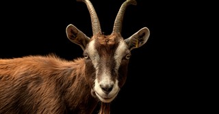 Is Baphomet Another Name for Satan? Who/What Is Baphomet?