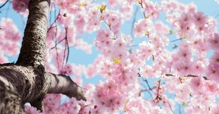 A cherry blossom tree in full bloom