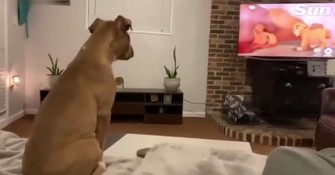 Emotional Dog Reacts to Mufasa's Death in The Lion King