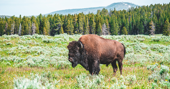 Man Thrown 8 Feet Into the Air by Bison at Yellowstone Lives to Share His Story