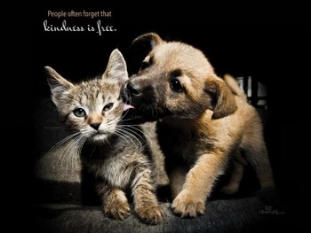 Kindness is Free