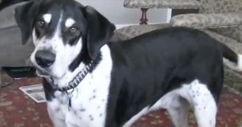 Hilarious 'Talking' Dog Really Wants A New Kitten