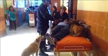 Dogs Refuse To Leave Injured Owner's Side