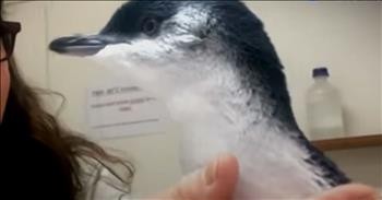 Baby Penguin Gets Rescued From A Storm Drain