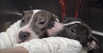 Pit Bull Brothers Rescued From The Streets