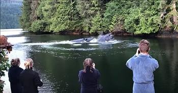 Humpback Whales Crash Breakfast At Lodge
