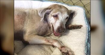 7 Years Tick By As Unwanted Shelter Dog Waits Desperately For A Forever Home