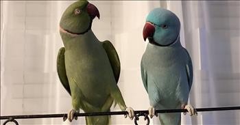 Pair Of Parrots Have The Cutest Conversation