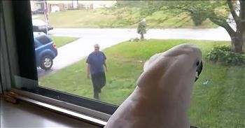 Cockatoo Is So Excited For Owner To Come Home