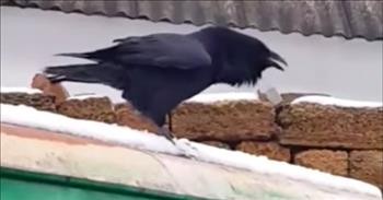 Bird On A Rooftop Sounds Just Like A Barking Dog