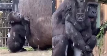 Baby Gorilla Clings To Mom At The Sight Of Snow