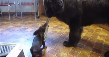 Tiny Puppy Plays Tug of War With Huge Dog and Wins