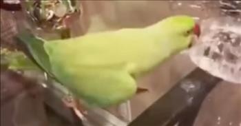 Bird Does Funny Victory Dance and Song
