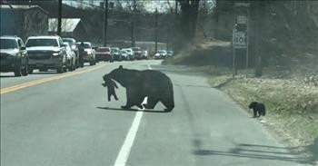 Mama Bear Helps Her Cubs Cross Busy Highway