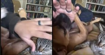 Jealous Dog Won't Let Owner Pet The Cat
