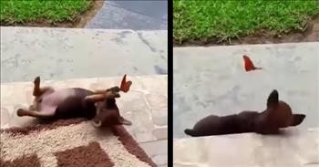 A Puppy Playing With A Butterfly Is The Best Thing You'll See Today