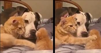 Momma Cat Introduces 1-Week-Old Kitten To The Dog