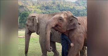 Jealous Elephant Doesn't Want To Share His Human
