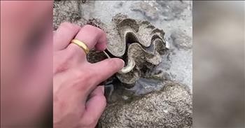 Curious Man Touches A Clam Shell And Gets Unexpected Surprise