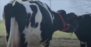 Mama Cow Reunites Baby Cow After Heartbreaking Separation