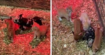 Rescue Kitten Makes Her Home With A Family Of Pigs