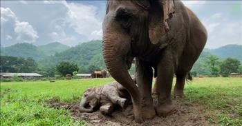 Baby Elephant Enjoys Her First Time In The Rain