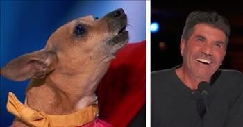 Singing Dog Casper Has The Judges In Stitches With 'All By Myself' Performance