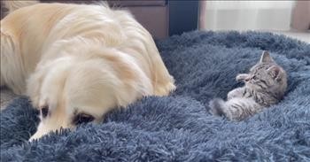Dog Has Hilarious Reaction To Finding A Tiny Kitten Snuggled Up On His Bed