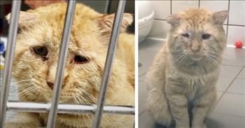 They Called Him The Saddest Cat In The World, But Look At Him Now