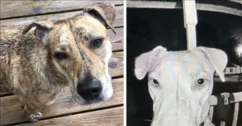 Lost Dog Returns Home By Using Nose To Ring Doorbell 