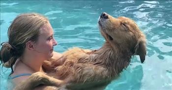 Relaxed Dog Falls Asleep In The Pool
