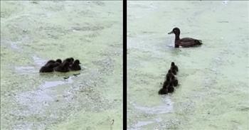 Mama Duck Plays Adorable Game Of Hide And Seek With Ducklings