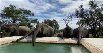 Herd Of Elephants Drink Water From A Swimming Pool